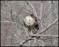 _3SB0846 immature red-tailed hawk